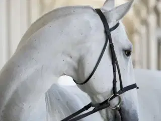 De kongelige heste