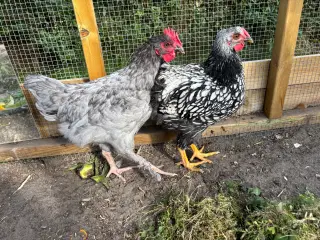 Blå brahma og Sølvrandet wyandotter hane på 10 uge