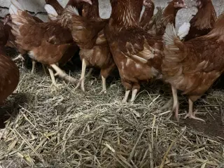Høns