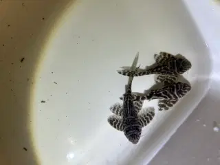 L173B Zebra Pleco