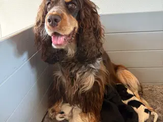 Engelsk cocker spaniel hvalpe 