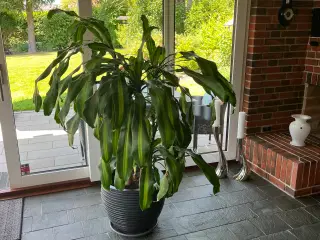 Plante med potte sælges 