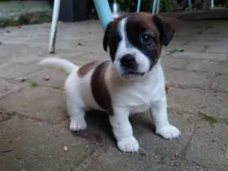 Jack Russel hvalp (lav benet type).