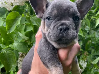 Franske bulldog hvalpe rejseklare NU