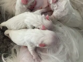 4 flotte Coton hvalpe