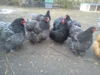 fjerkræ