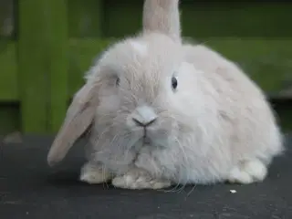 Mini lop babyer 