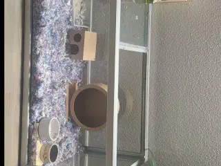 Hamster bur/hamster