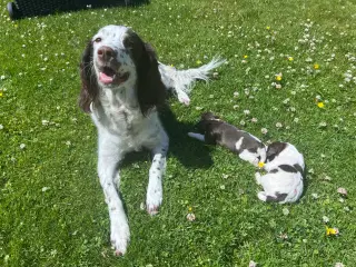 Springer spaniel/kleiner hvalpe