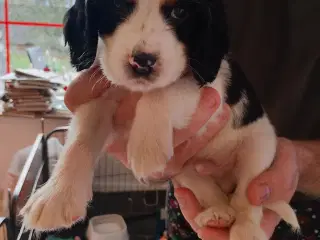 Lækre Cocker Spaniels 