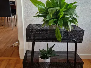 Planteopsats sort metal