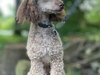 AVL: Nougat farvet Dværgpuddel med harlekin gener 