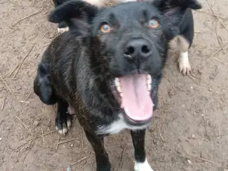 Smukke Tulle leder efter sin egen familie 🩷