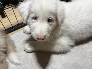 🐾 De sidste to tumlinger søger deres mennesker 🐾