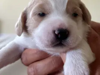 Hundehvalpe Cocker spaniel/ japansk spids
