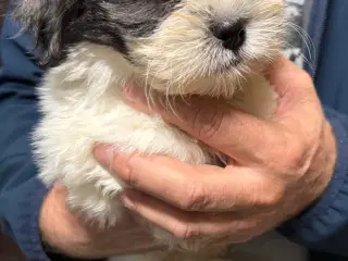 Shih  tzu-mor/ Coton de Tulear-far