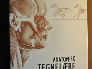 anatomisk tegnelære - menneske og dyr - sammenlign