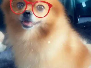 HN pomeranian hund