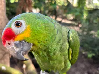 1.1 gulkindet amazone