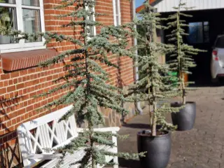 Cedertræ 4 stk. Prisen er pr. Stk.