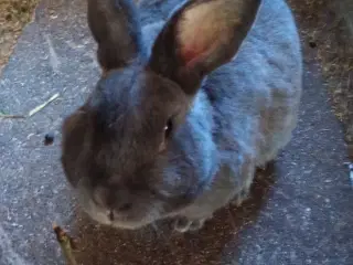 Kanin gives væk