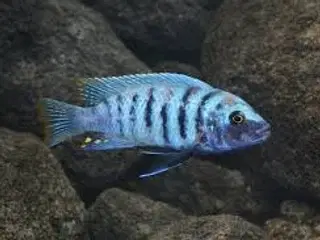 Maylandia Zebra - Chiwi Rocks