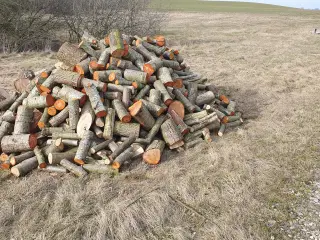 Friskskovet Brænde