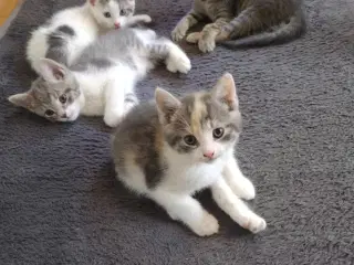Kattekillinger 