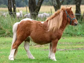 1 års Shetlandspony vallak 