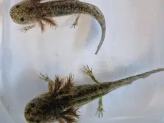 Axolotl unger 9 cm