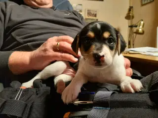 Dansk svensk gårdhund hvalpe