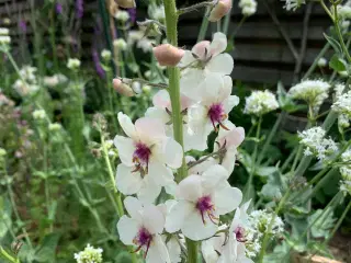 Staude frø: , Verbascum Blattaria / Kongelys