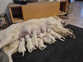 Golden retriever 