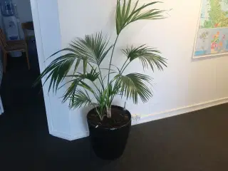 2 stk. planter