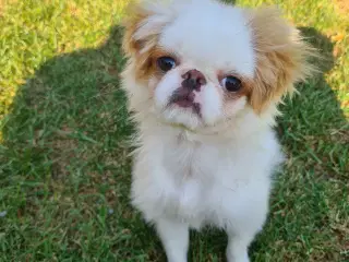 japanese chin 