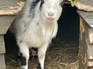 2 geder sælges