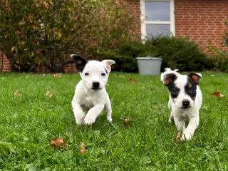 Hvalpe Jack russel terrie