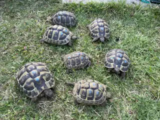Skildpadder, Græske landskildpadder 7-9 år