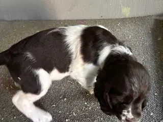 Engelsk Springer Spaniel 