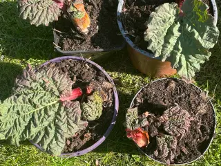 Søde og saftige rabarberplanter