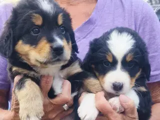 "Mini Berner Sennen"