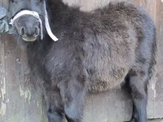 Lækker miniature hoppeføl