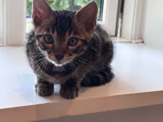 Bengal dreng 
