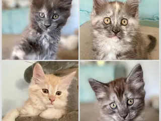Maine Coon killinger uden tavle