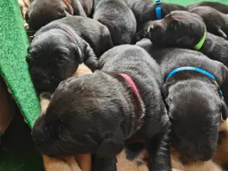 Labrador hvalpe 