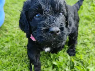 Cockapoo hvalpe F1