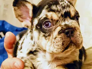 Fransk bulldog hvalp. NEDSAT!