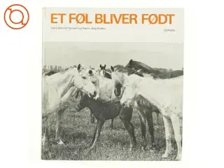 Et føl bliver født fra borgen