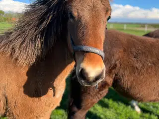 1 års islænder hingst 
