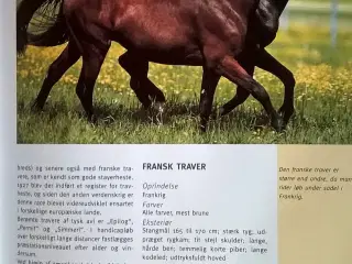 Heste - Vore ædle venner
